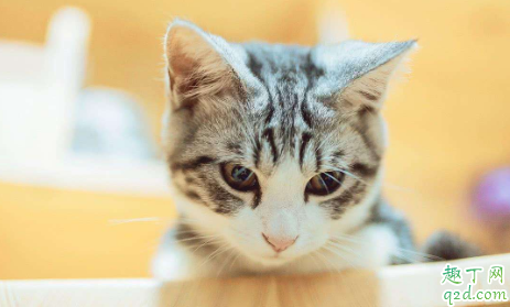 猫应激会不会导致猫瘟？猫咪也会有“心理疾病”2
