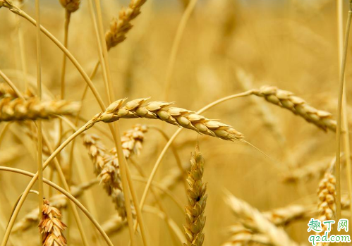 小麦|小麦打多效唑年前还是年后