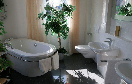 洗手间能放什么植物？这些花千万不能错过1