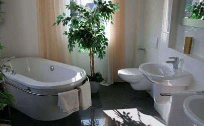 洗手间能放什么植物？这些花千万不能错过
