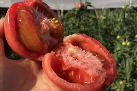 西红柿催熟的是什么药？这种西红柿一般长这样1