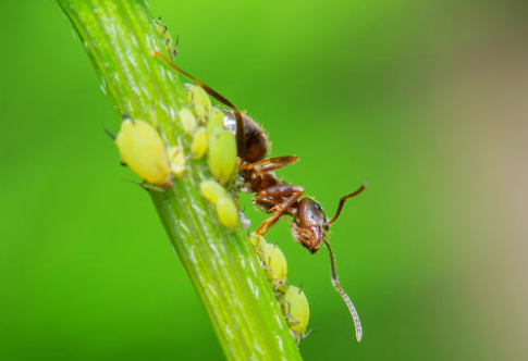 蚜虫最怕什么？这几种一定要知道1