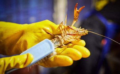 洗小龙虾放什么东西洗的干净？这几样东西有很好的清洁效果！