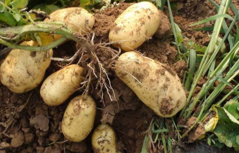 土豆变绿是要发芽吗1