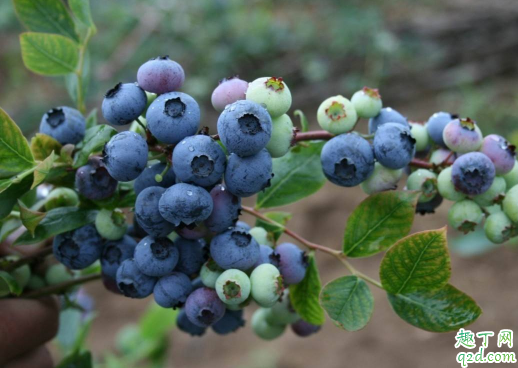 用什么方法移栽蓝莓成活率高？这些常识必须知道1