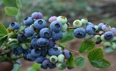 用什么方法移栽蓝莓成活率高？这些常识必须知道