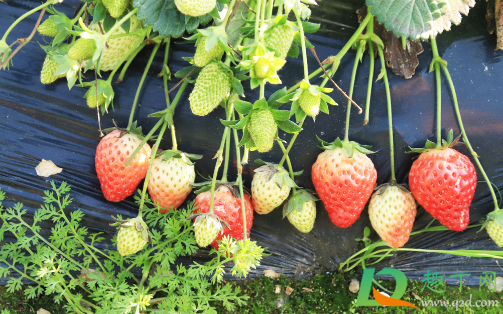 草莓|草莓放土里会发芽吗