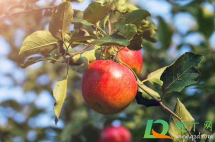 苹果树补钙的叶面肥有哪些2