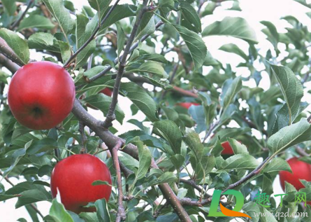 苹果树补钙的叶面肥有哪些3