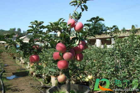 苹果树补钙的叶面肥有哪些4
