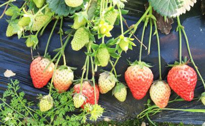 草莓放土里会发芽吗