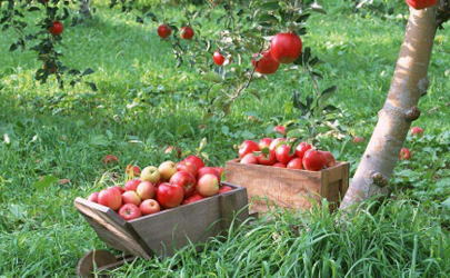 苹果树补钙的叶面肥有哪些