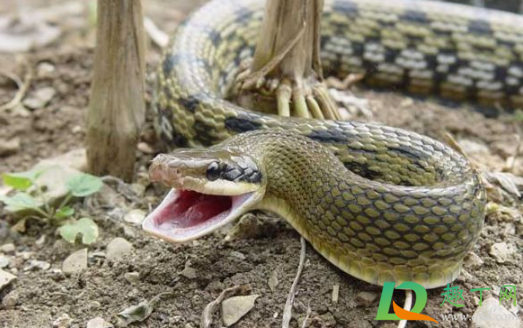 毒蛇|蛇咬着人有什么自救的办法