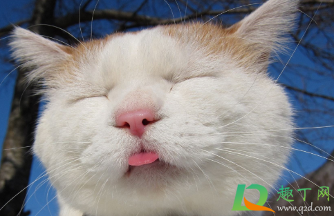 猫咪舌头伸出来是为什么1