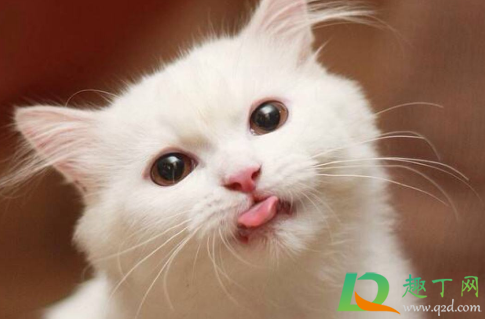猫咪舌头伸出来是为什么3