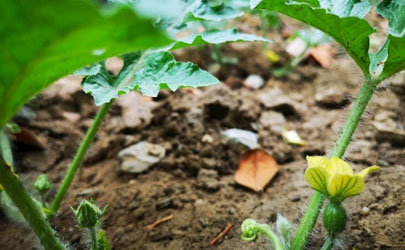 种植西瓜采取哪些措施可以实现重茬种植