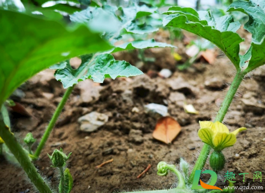 西瓜|种植西瓜采取哪些措施可以实现重茬种植