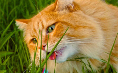 没有猫草怎么让猫吐毛