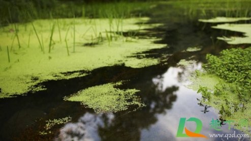 河里的水藻是怎么形成的-水里面水藻怎么处理
