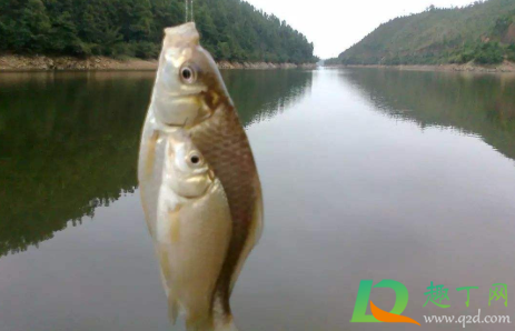 钓鱼时一般钓什么水层的鱼2
