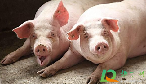 2020猪流感还能吃猪肉吗3
