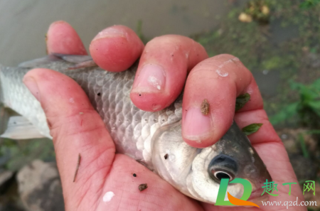 釣白條魚什么時(shí)間好釣2