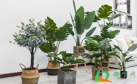 室内绿植可以净化空气吗-室内绿植真的能吸收有害气体吗
