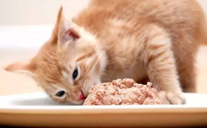 猫咪吃食少是什么原因