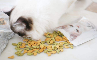 猫咪便便臭是因为猫粮好吗