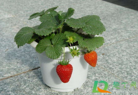 哪种草莓可以在花盆里种1
