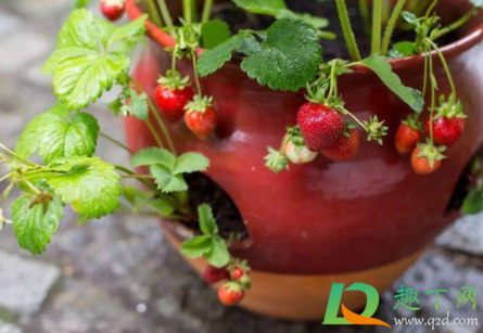 哪种草莓可以在花盆里种2