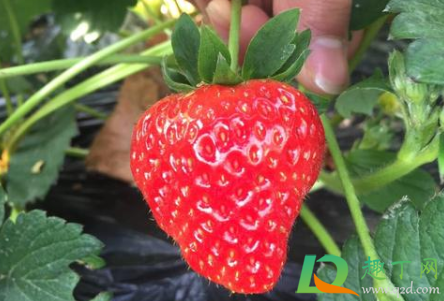 哪种草莓可以在花盆里种3