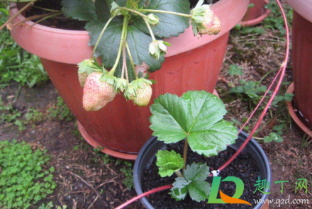 哪种草莓可以在花盆里种4
