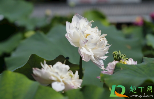 碗蓮夏天需要遮陰嗎3