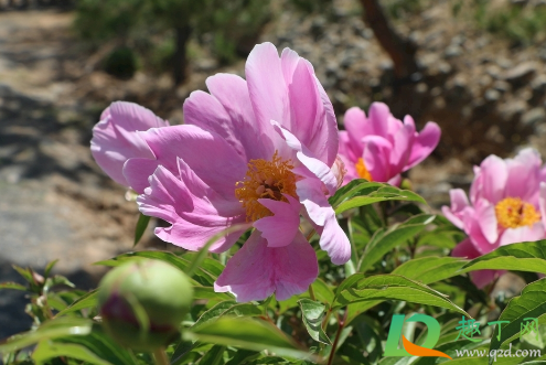 芍藥水養(yǎng)要多水還是少水2