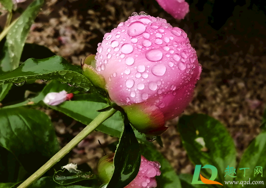 芍藥水養(yǎng)要多水還是少水1