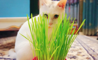 幼猫什么时候开始吃猫草