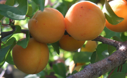 什么季节剪杏树最合适