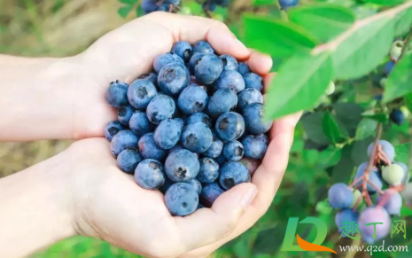 蓝莓为什么不能吃太多2