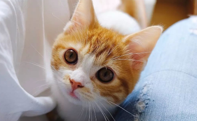 为什么橘猫喜欢咬人