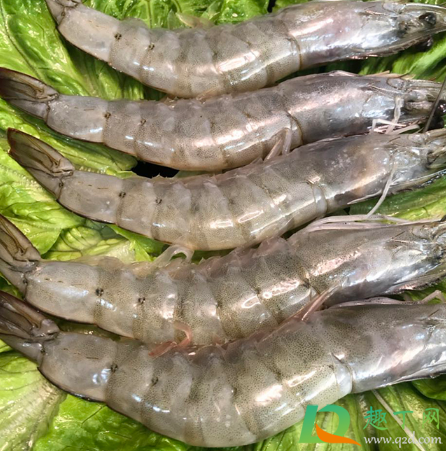 南美冻虾是厄瓜多尔虾吗3