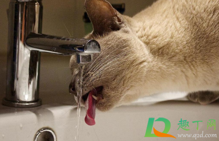 猫咪喜欢喝自来水怎么办1