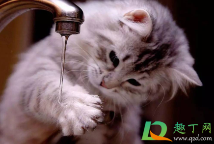 猫咪喜欢喝自来水怎么办2