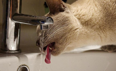 猫咪喜欢喝自来水怎么办
