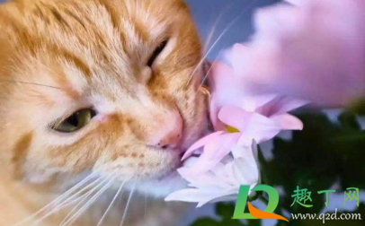 猫咪|猫咪为什么喜欢吃花叶子