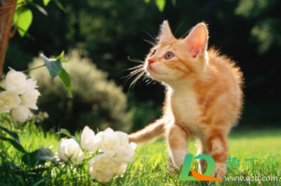 猫咪为什么喜欢吃花叶子3