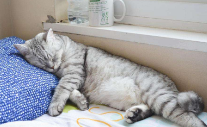 猫咪为什么睡你枕头上