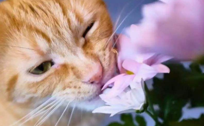 猫咪为什么喜欢吃花叶子
