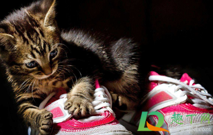 猫咪喜欢闻鞋子是怎么回事1