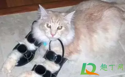 猫咪喜欢闻鞋子是怎么回事3